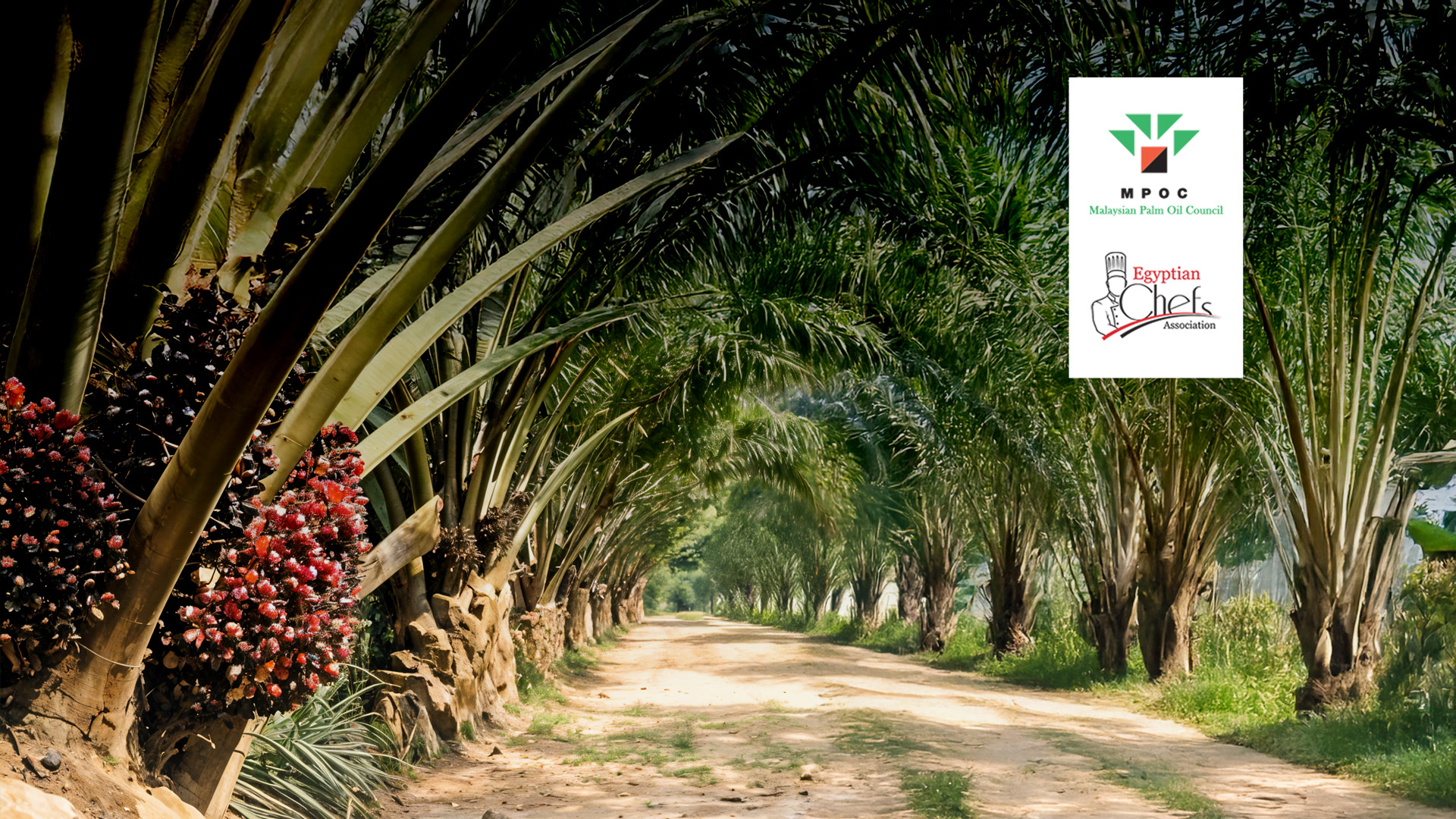 Unlocking the Power of Malaysian Palm Oil